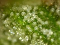 Week8 Terpines June28 (2).jpg