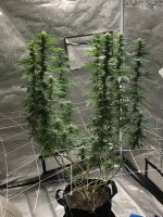 204DE633-B262-4CEE-94E1-368324FD2A60.jpeg