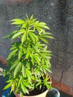 IMG_20210816_092539.jpg