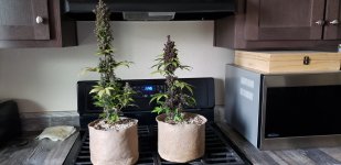 LDS 25 Autos.jpg