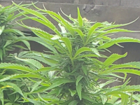photo143989.png