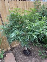 photo144011.jpg