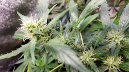Gorilla Glue44.jpg