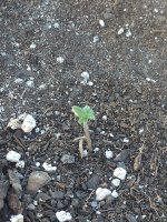 IMG_20210825_185818481.jpg