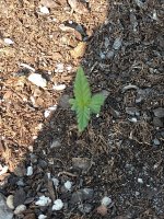 IMG_20210829_170050951.jpg