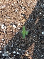 IMG_20210829_170057493.jpg
