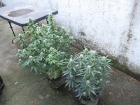 IMG_1199.JPG