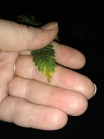 IMG_20210911_103617775.jpg