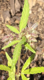 photo145554.png