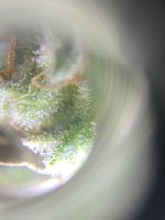 photo145573.jpg