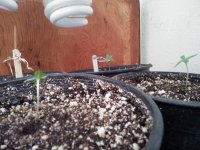 photo15425.jpg