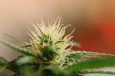 Critical M CBD 2.JPG