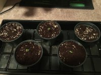 photo15717.jpg