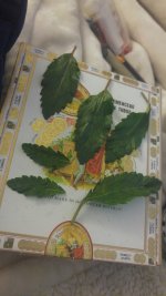 20170408_135130-1494x2656.jpg