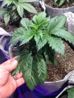 photo16194.jpg