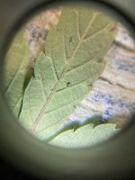 damn mites.jpg
