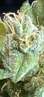 photo147078.png