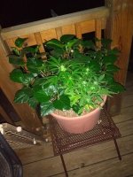 IMG_20211009_195347676.jpg