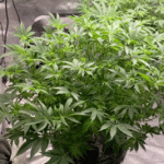 0DD72C36-E296-45D0-853C-7EB88BDCD854.gif