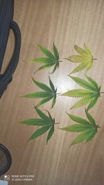IMG_20211105_183340.jpg