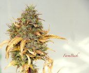 photo148871.jpg