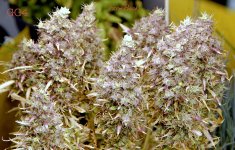 photo148915.jpg