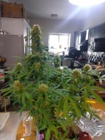 Cookie Kush # 1 auto Nov 24 2021.jpg