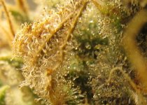 IMG_1959-trichome-sample.jpg