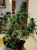 Cookie Kush # 1 auto Dec 18 2021.jpg