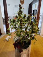Cookie Kush # 1 auto Jan 6 2022.jpeg