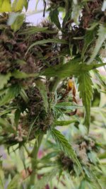 New buds of colas from Auto.jpeg