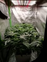 indoor-grow.jpg