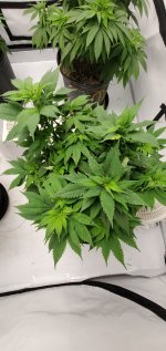 photo150593.jpg