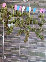 Cookie # 1 Drying 17_1_2022.jpg