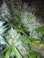 IMG_20220125_121710.jpg