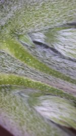36EC0DF6-DB35-41CE-9329-ED3206523FE6.jpeg