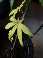 IMG_0002.JPG