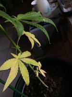 IMG_0003.JPG