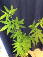 IMG_0004.JPG