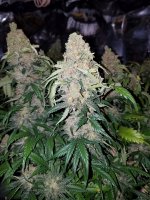 Thai.StrawberryCough.CCK.jpg
