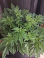 IMG_20220331_210238.jpg