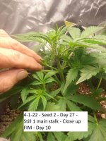 4-1-22 - Seed 2 - Day 27 - Still 1 main stalk - Close up - FIM - Day 10.jpg