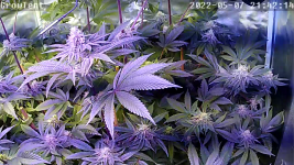 photo154055.png
