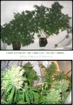MasteRÂ°Rise F2 (250w HPS).jpg