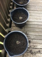 03_topped_up_soil.JPG