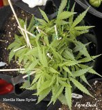 photo155075.jpg
