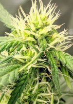 photo155077.jpg
