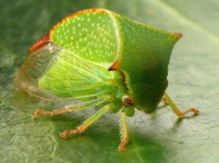 photo155429.png