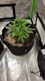 Plant 2- 22 days.jpg