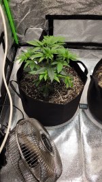 Plant 1 - 26 days.jpg